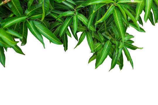 Mango Leaves
